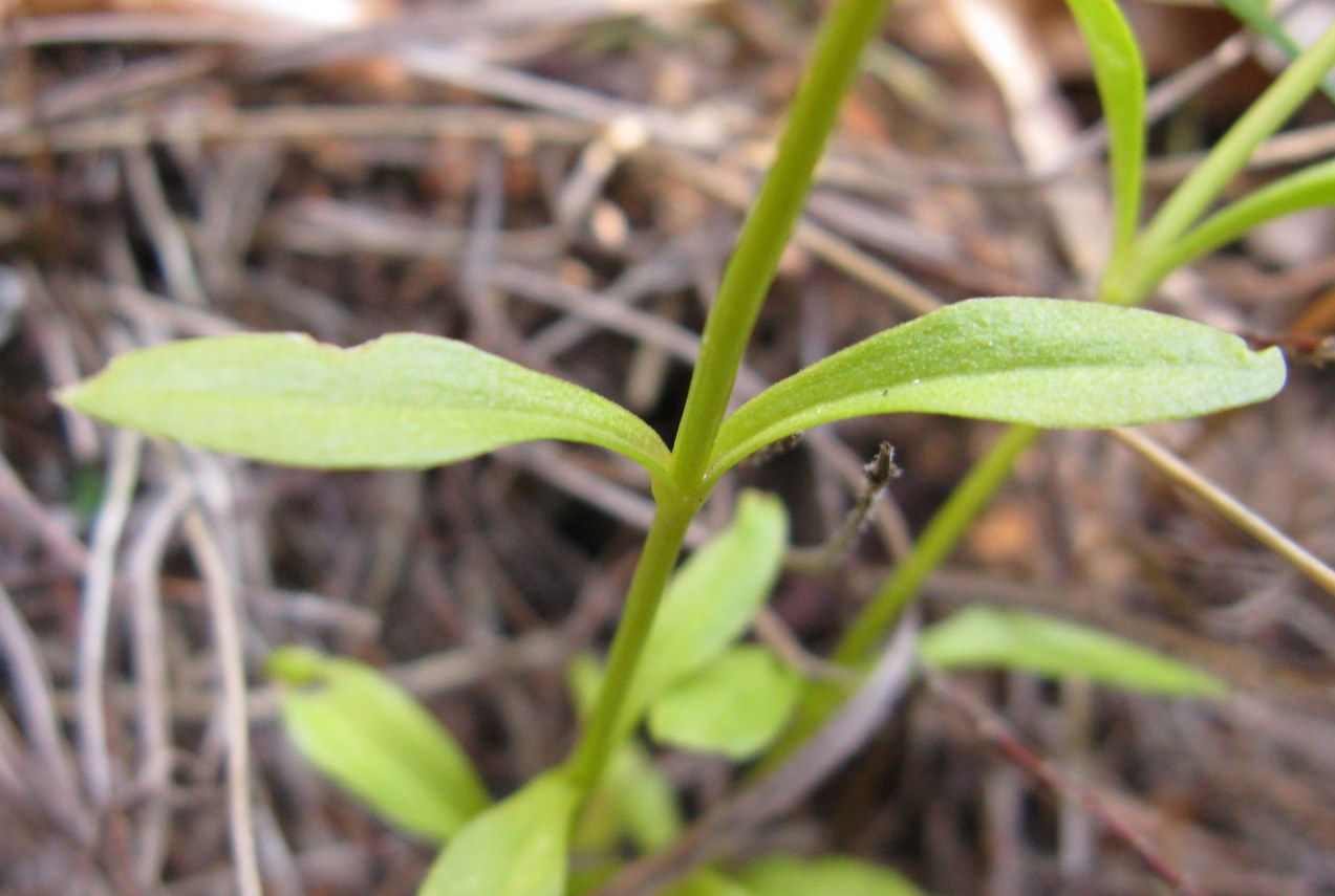 Gentianopsis ciliata / Genziana sfrangiata
